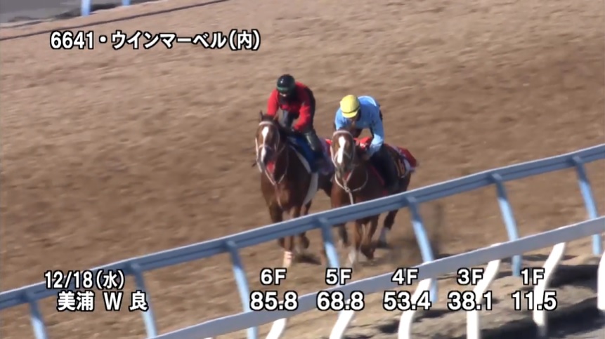 阪神カップ2024 追い切り