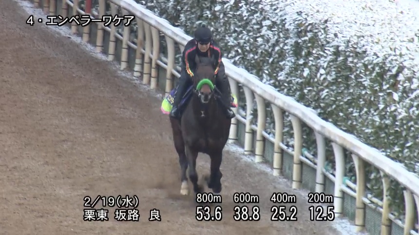 フェブラリーステークス2025 追い切り